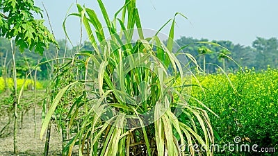 sugar cane in wide view mode. Stock Photo